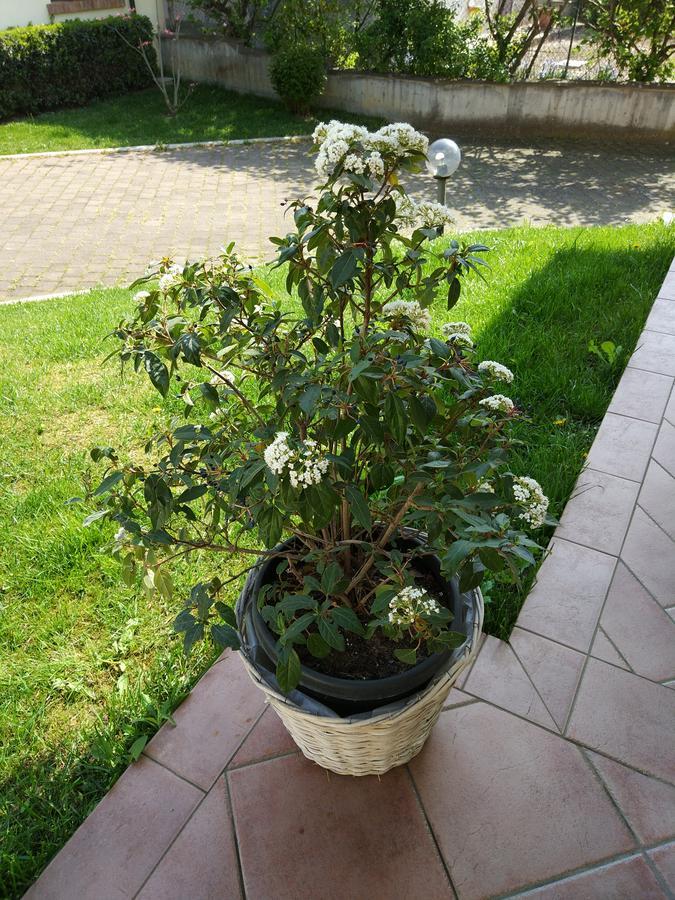 Marinella B&B Cornale Exterior photo
